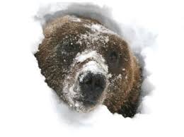 Bear-Hibernate-Winter-Rest
